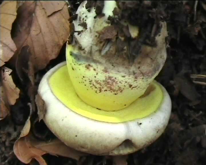 Boletus radicans   Persoon : Fr.